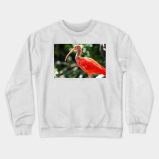 10117 ibis Crewneck Sweatshirt